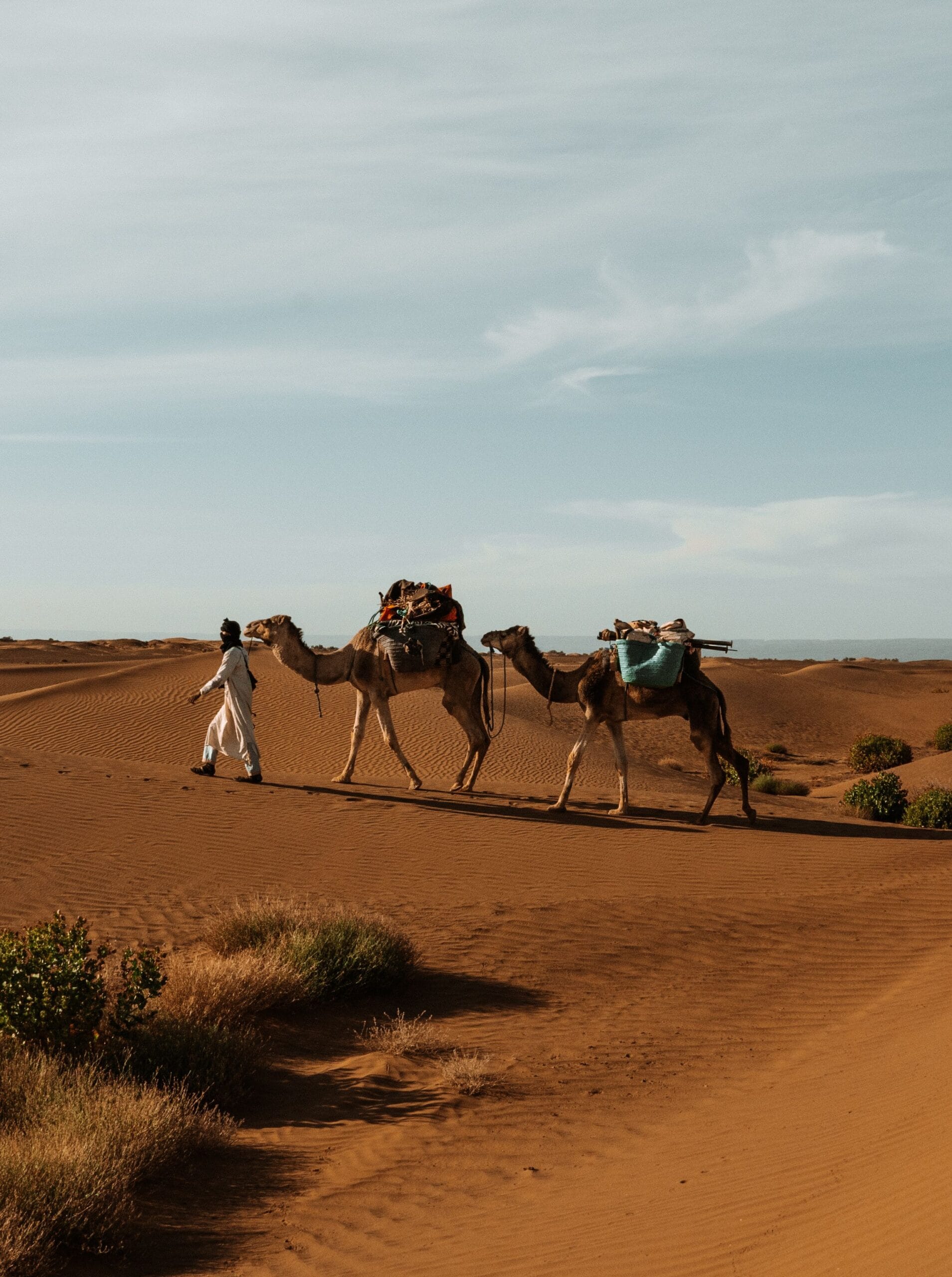 Camel trek climbing the Sahara dunes at Erg Chebbi